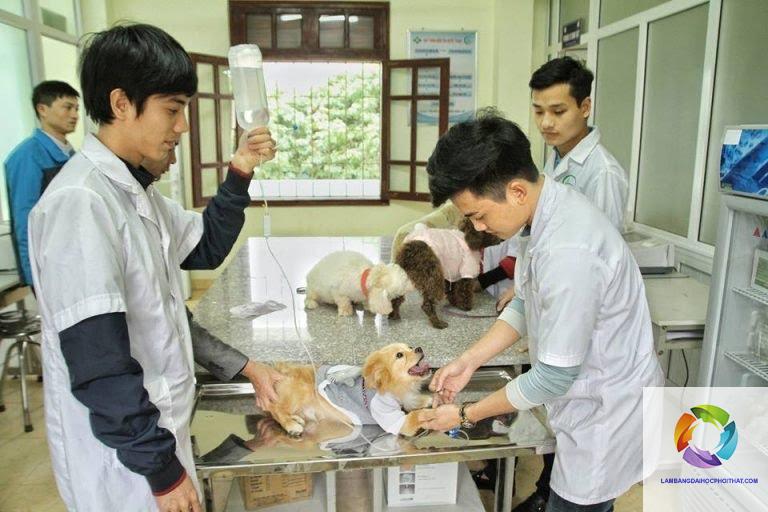 bằng đại học thú y làm cơ quan nhà nước được không - Hình 3